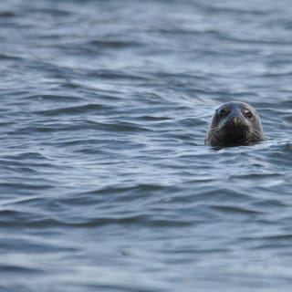 Baabe on Rügen: Seal-Spotting Cruise in the Baltic