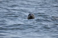Baabe op Rügen, cruise met zeehondenspotten in de Baltische - Housity