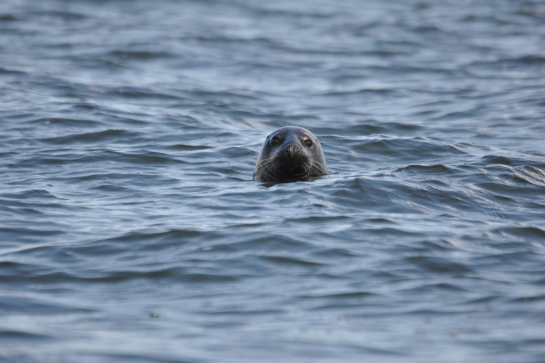 Baabe à Rügen : croisière d'observation des phoques dans la Baltique