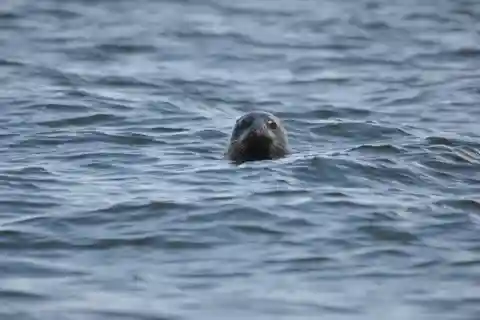 Baabe on Rügen: Seal-Spotting Cruise in the Baltic