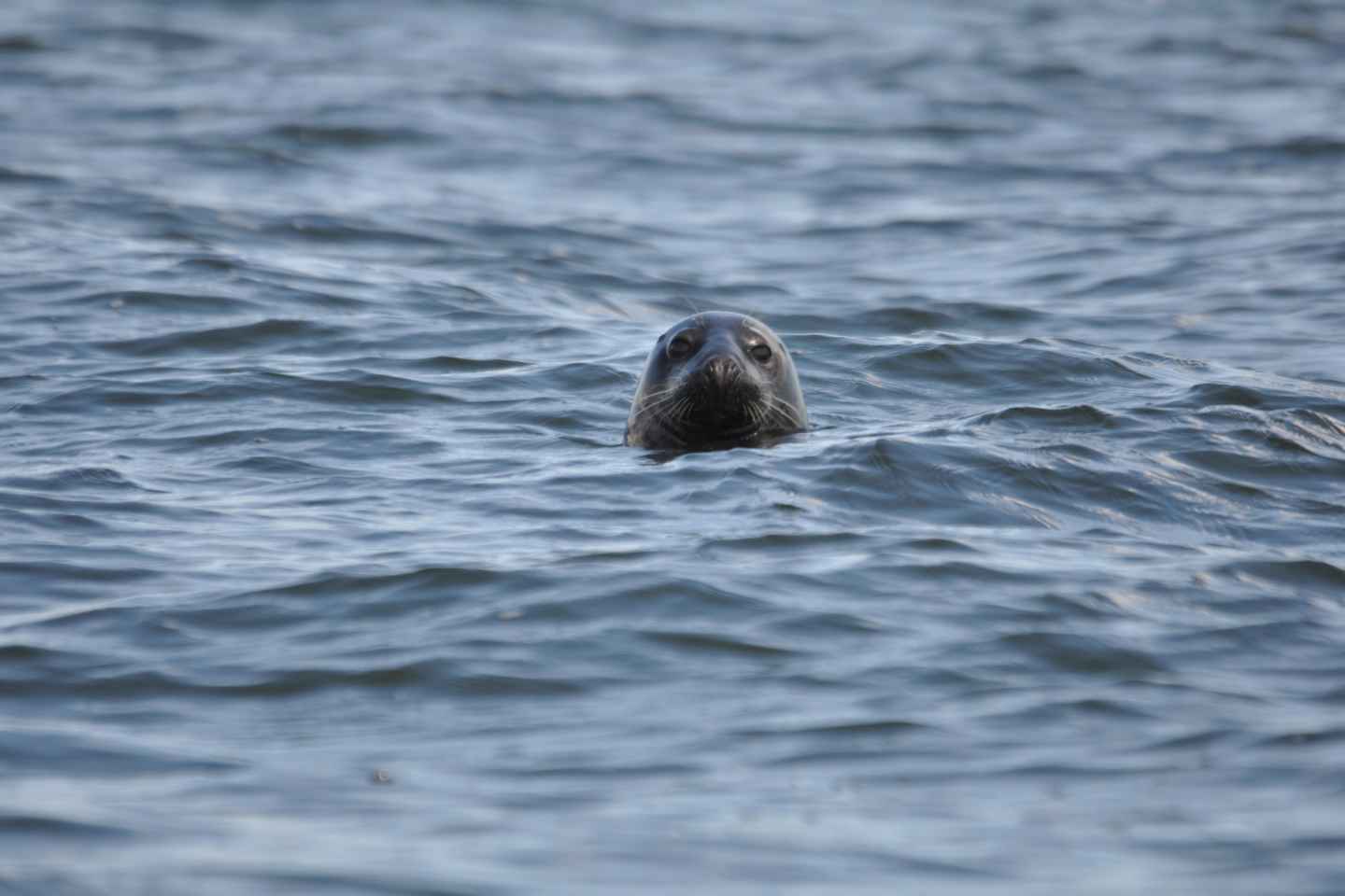 Baabe en Rügen: Crucero de avistamiento de focas en el Báltico