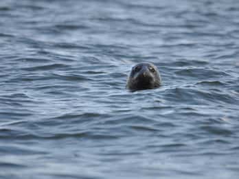 Baabe auf Rügen: Robben-Spotting-Kreuzfahrt auf der Ostsee