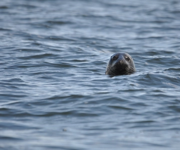 Baabe on Rügen: Seal-Spotting Cruise in the Baltic