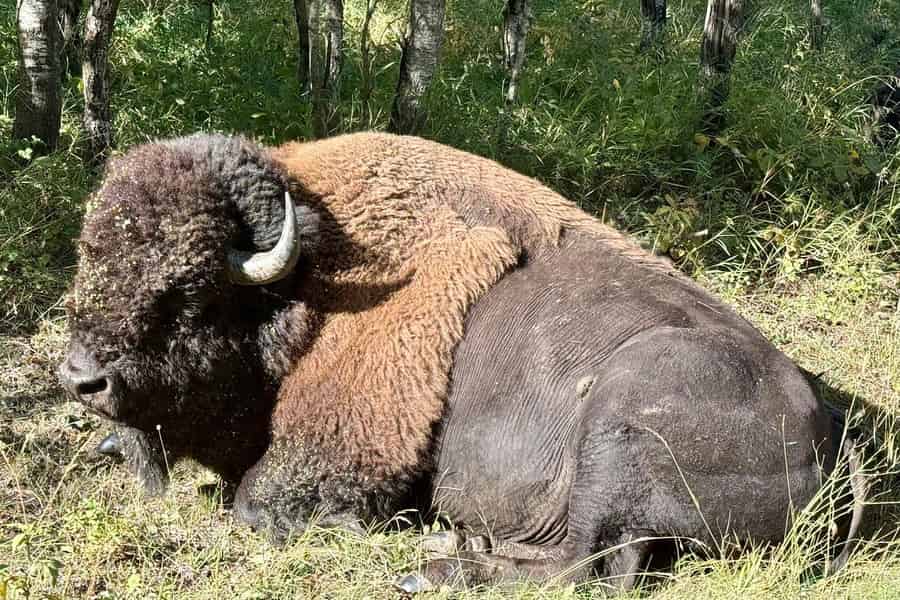 Edmonton: Private Bison-Safari-Tagestour auf Elk Island. Foto: GetYourGuide Edmonton: Private Bison-Safari-Tagestour auf Elk Island. Foto: GetYourGuide