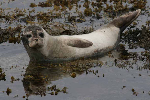 Scottish Highlands: Isle of Skye Glass-Bottom Boat Tour Isle of Skye: 1-Hour Glass-Bottom Boat Wildlife Tour