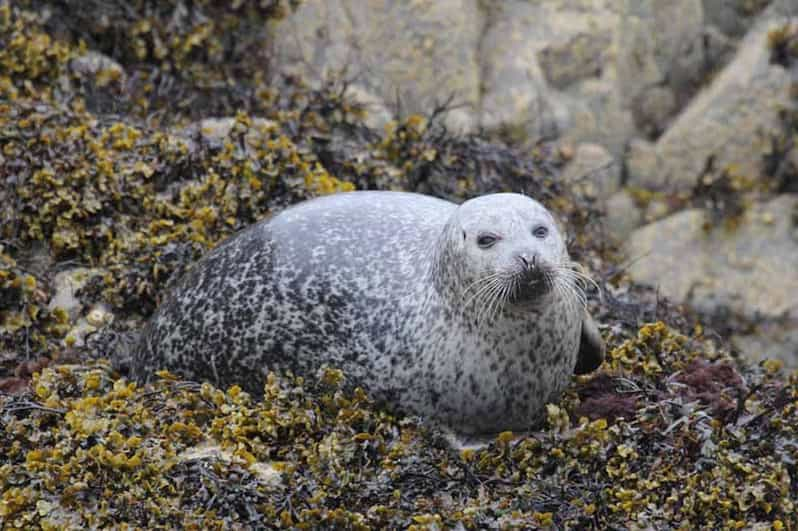 Scottish Highlands: Isle of Skye Glass-Bottom Boat Tour | GetYourGuide