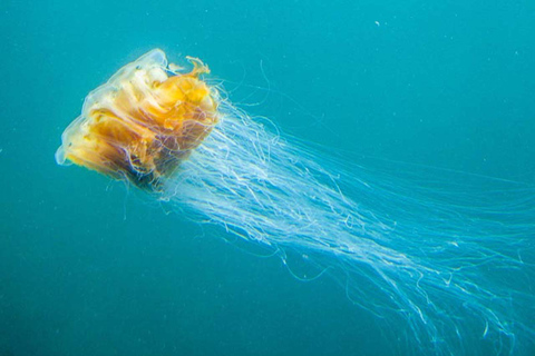 Scottish Highlands: Isle of Skye Glass-Bottom Boat Tour Isle of Skye: 1-Hour Glass-Bottom Boat Wildlife Tour