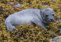 Scottish Highlands, Isle of Skye Glass-Bottom Boat Tour - Housity
