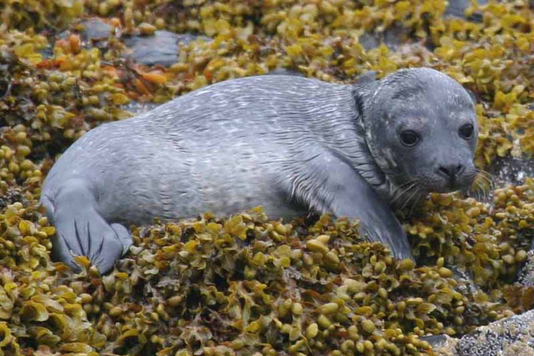 Scottish Highlands: Isle of Skye Glass-Bottom Boat Tour Isle of Skye: 1-Hour Glass-Bottom Boat Wildlife Tour