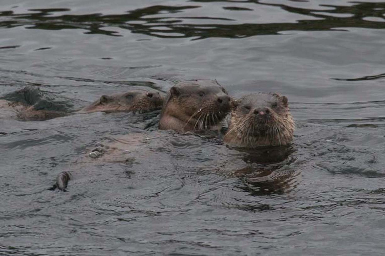Scottish Highlands: Isle of Skye Glass-Bottom Boat Tour Isle of Skye: 1-Hour Glass-Bottom Boat Wildlife Tour