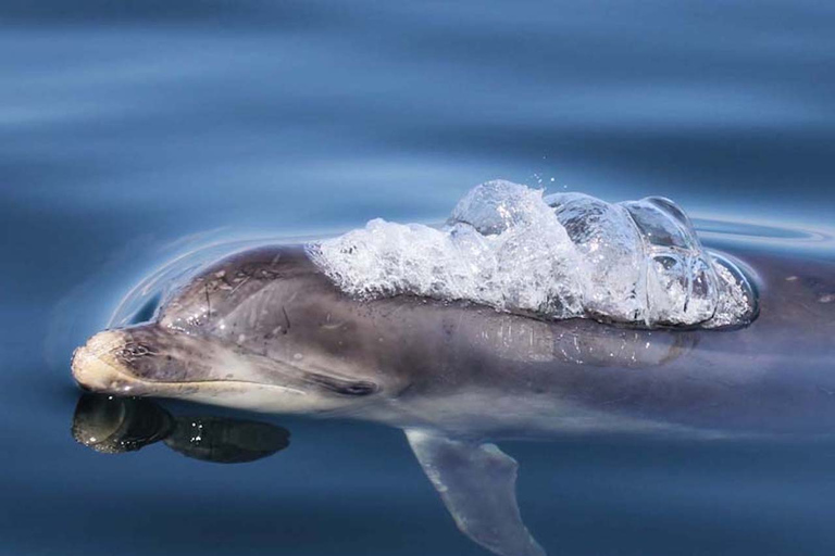 Scottish Highlands: Isle of Skye Glass-Bottom Boat Tour Isle of Skye: 1-Hour Glass-Bottom Boat Wildlife Tour