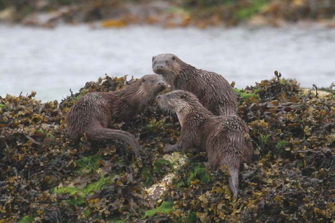Scottish Highlands: Isle of Skye Glass-Bottom Boat Tour Isle of Skye: 1-Hour Glass-Bottom Boat Wildlife Tour