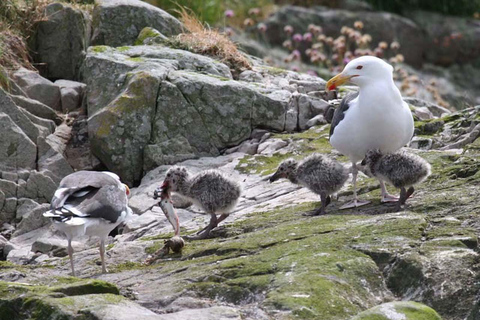 Scottish Highlands: Isle of Skye Glass-Bottom Boat Tour Isle of Skye: 1-Hour Glass-Bottom Boat Wildlife Tour