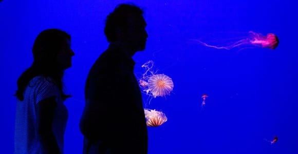 Ticket für das Aquarium von Sevilla