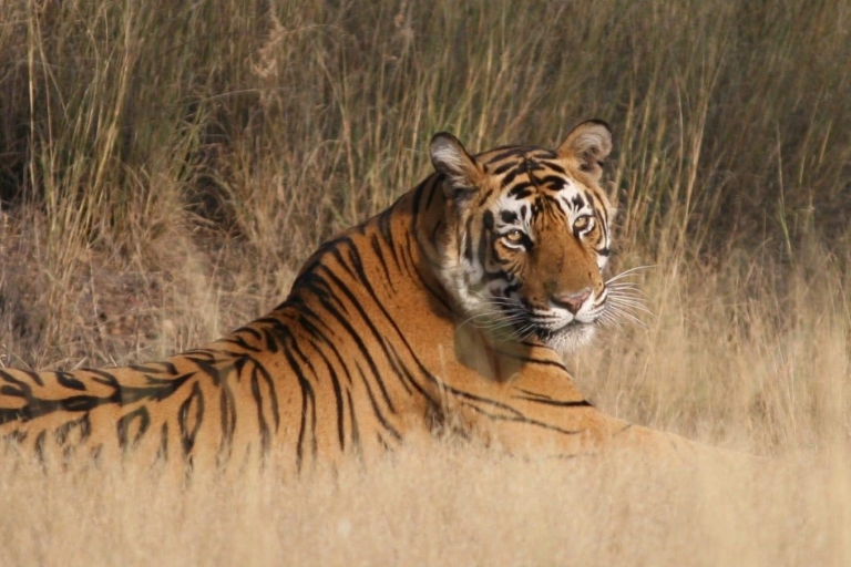 Jaipur To Ranthambore one way private transfer