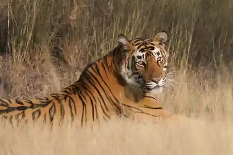 Trasferimento privato di sola andata da/per Jaipur a Ranthambore