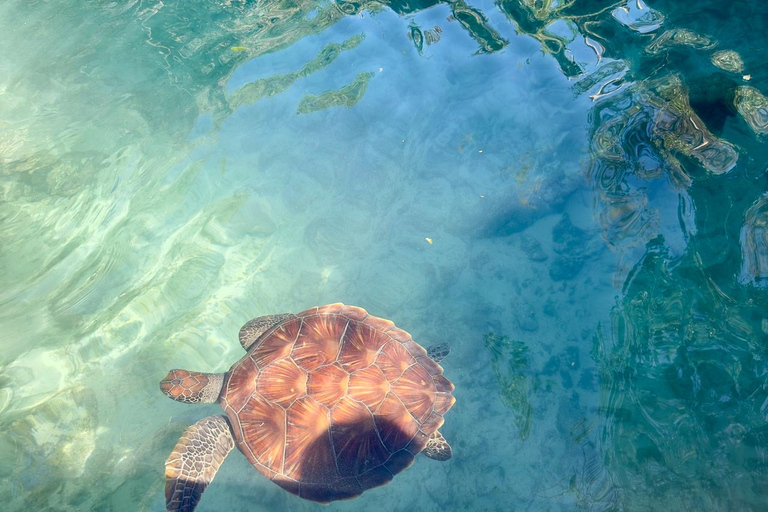 Zanzibar Kizimkazi:Salaam Cave swim sea turtles and transferTransfer from Stone Town : Afternoon