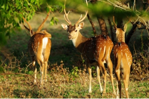 Anuradhapura : Safari du soir ou du matin au parc de WilpattuAnuradhapura : Safari matinal au parc national de Wilpattu