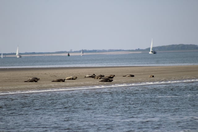 Ámsterdam: Safari de focas de medio día en el sitio de la UNESCO de Waddensea