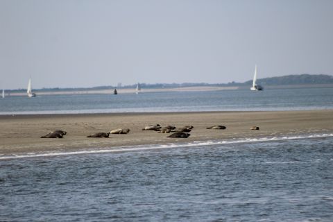 Amsterdam: Half-Day Seal Safari at Waddensea UNESCO Site