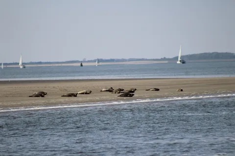 Amsterdam: Safari de phoques d'une demi-journée sur le site de l'UNESCO Waddensesea