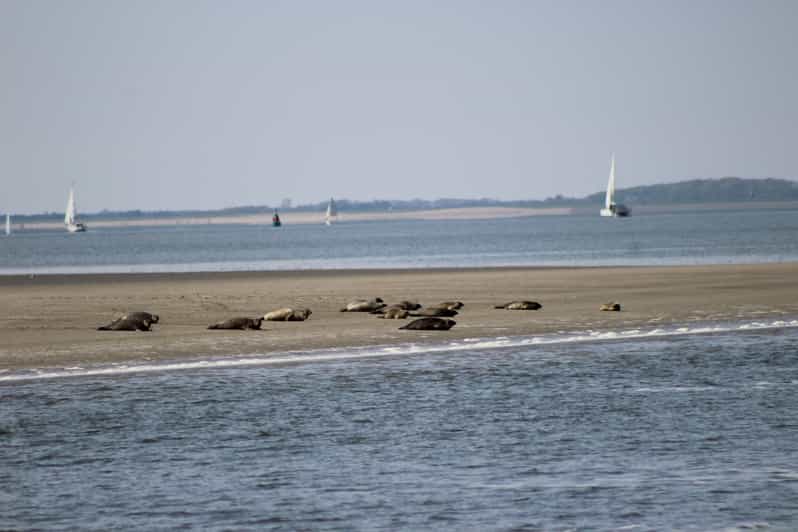 Amsterdam: Half-Day Seal Safari at Waddensea UNESCO Site