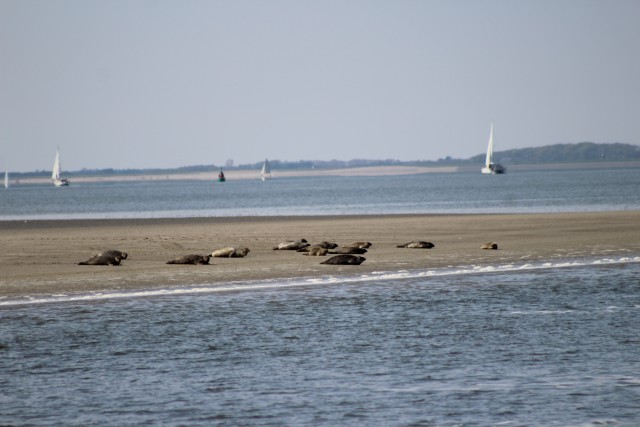 Visit Amsterdam: Half-Day Seal Safari at Waddensea UNESCO Site in Texel