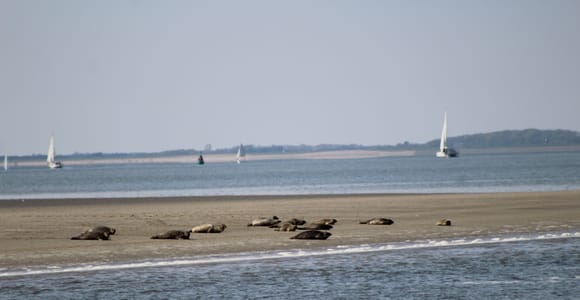 Amsterdam: Seehund-Safari im UNESCO-Weltnaturerbe Wattenmeer
