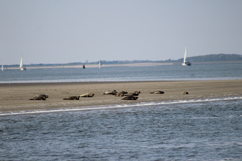 Amsterdam: Seal Safari at Waddensea UNESCO Site