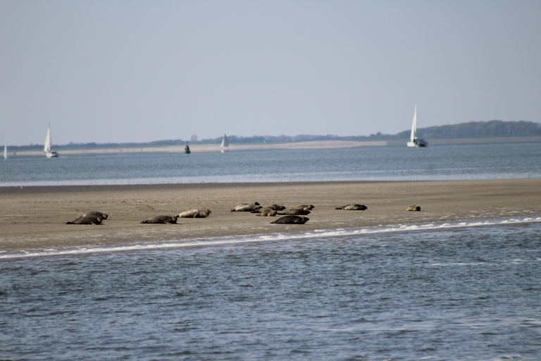 Amsterdam: Seal Safari at Waddensea UNESCO Site