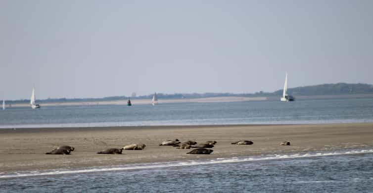 Amsterdam: Seal Safari at Waddensea UNESCO Site
