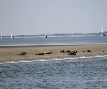 Amsterdam: zeehondensafari van een halve dag op UNESCO-locatie Waddenzee