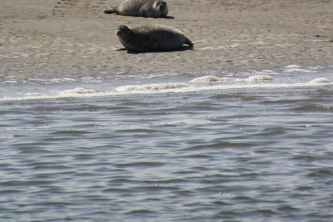 Amsterdam: Seal Safari at Waddensea UNESCO Site