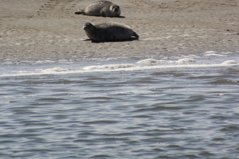 Amsterdam: Seal Safari at Waddensea UNESCO Site