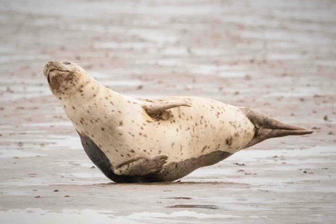 Amsterdam: Seal Safari at Waddensea UNESCO Site