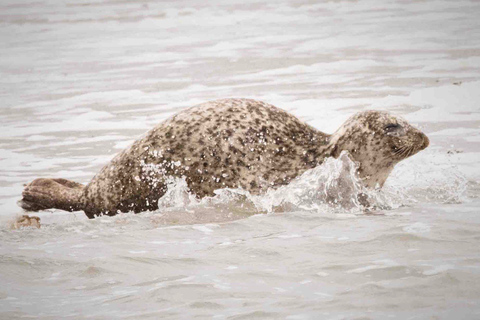 Amsterdam: Seal Safari at Waddensea UNESCO Site