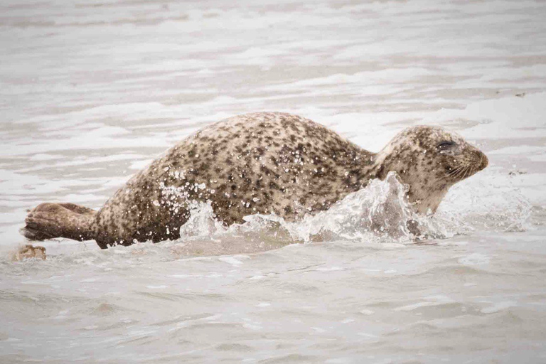 Amsterdam: Seal Safari at Waddensea UNESCO Site