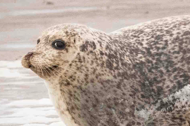 Amsterdam: Seal Safari at Waddensea UNESCO Site