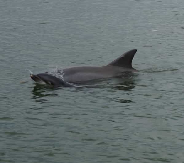 Hilton Head Island Dolphin and Nature Tour GetYourGuide