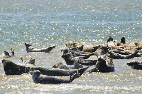 Amsterdam: visite d'une journée complète de l'île en petit groupe à TexelExcursion d'une journée complète en petit groupe sur l'île de Texel