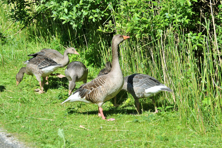 Amsterdam: Full-Day Small Group Island Tour to Texel Full day small group island tour to Texel