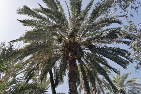 From Agadir: Paradise Valley Visit & Sandboarding with Lunch