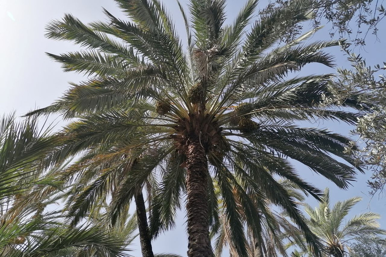 From Agadir: Paradise Valley Visit & Sandboarding with Lunch