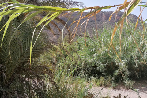 From Agadir: Paradise Valley Visit & Sandboarding with Lunch