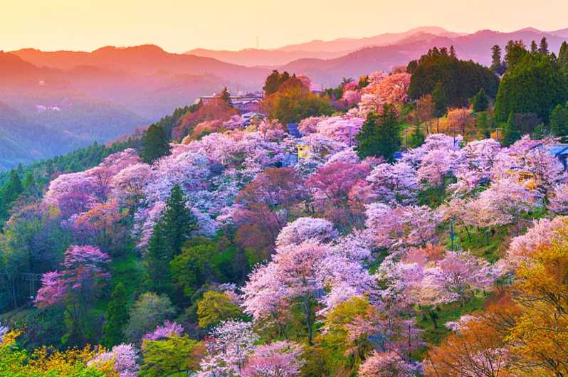 From Osaka: Nara, Todaiji and Yoshinowan Cherry Blossom Tour
