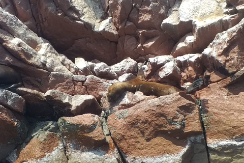 From Huacachina: Ballestas Island and Paracas Reserve Tour