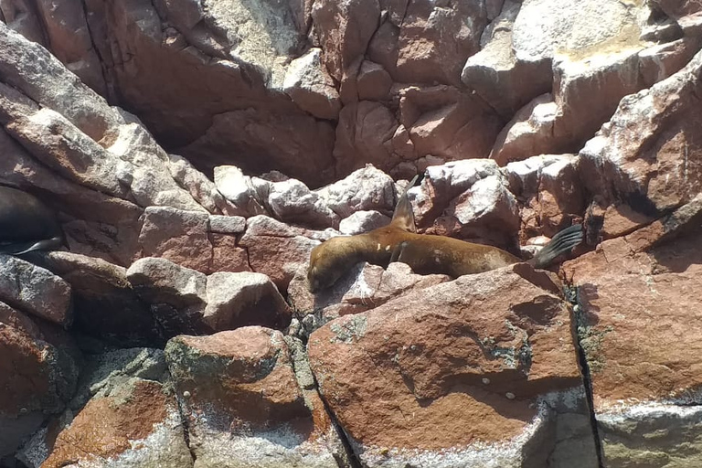 From Huacachina: Ballestas Island and Paracas Reserve Tour