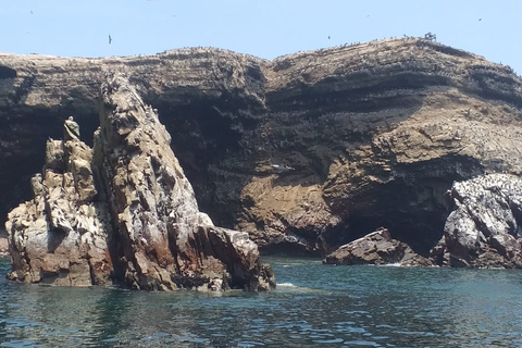 From Huacachina: Ballestas Island and Paracas Reserve Tour