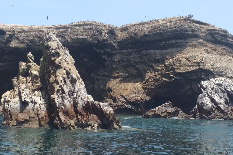 From Huacachina: Ballestas Island and Paracas Reserve Tour