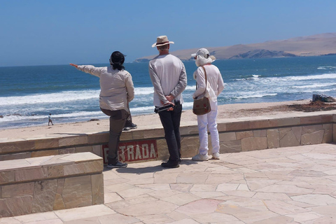 From Huacachina: Ballestas Island and Paracas Reserve Tour